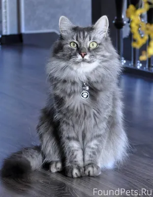 Серый сибирский кот - 62 фото