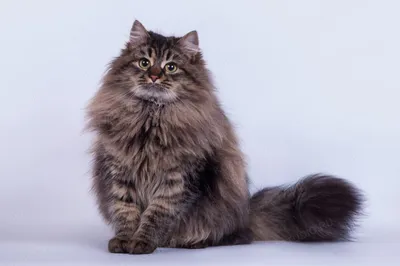 Большой серый сибирский пушистый кот…» — создано в Шедевруме