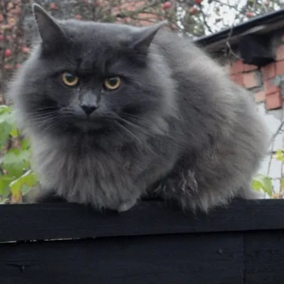 Породы кошек: Сибирская кошка | Статьи CAT STEP