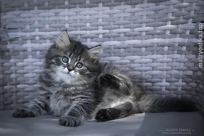 Сибирский дымчатый кот - картинки и фото koshka.top
