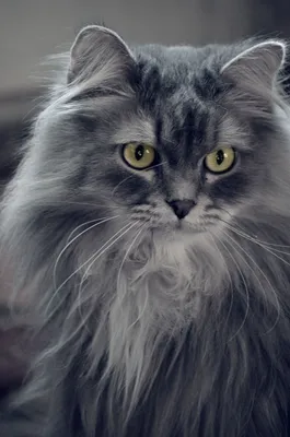 Сибирский кот | Пикабу