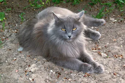 Сибирский котенок Фон И картинка для бесплатной загрузки - Pngtree