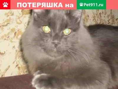 Сибирская кошка. Порода кошек. Фотографии. Описание и стандарт породы.  Питомники сибирских кошек.