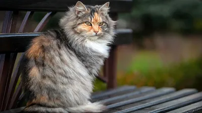 Сибирская кошка дымчатого окраса - 77 фото