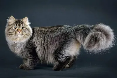 Серый сибирская кошка (50 лучших фото)