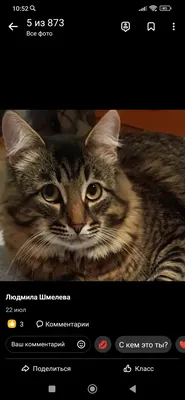 Серый сибирский кот на белизне Стоковое Изображение - изображение  насчитывающей ангстрома, любимчик: 47409563