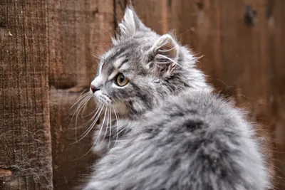 Сибирская кошка серого цвета - картинки и фото koshka.top