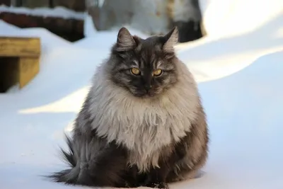 Серый сибирский кот стоковое фото ©xload 114211832