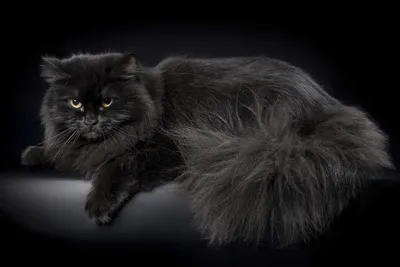 Серый сибирский кот - 62 фото