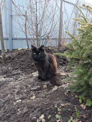 Сибирская кошка 🐈 фото, описание породы, характер, уход, стандарты, цена