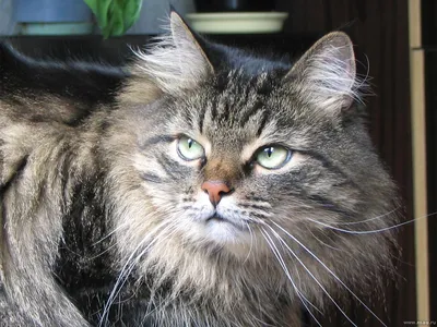 Сибирский котенок из питомника, кот Маклауд ⋆ Звезда Маскарада