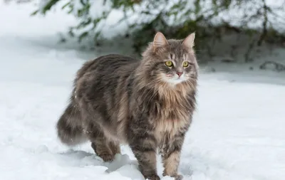 Сибирская кошка: Наш ответ мейн-куну. Русский вариант морозостойкой  сверхпушистой породы | Пикабу