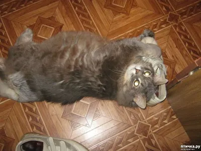 Серая короткошерстная сибирская кошка - 58 фото