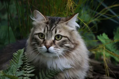 Фотогалерея \"Сибирские кошки\" - \"Сибирский кот Матвей\" - Фото породистых и  беспородных кошек и котов.