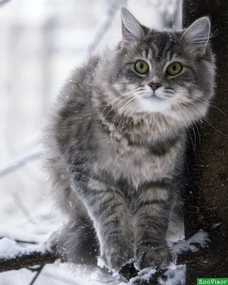 Сибирский кот серый полосатый - картинки и фото koshka.top