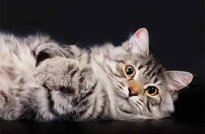 Серый сибирский кот с зелеными …» — создано в Шедевруме