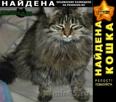 Кот Серый, порода - Сибирский - фото на Птичка.ру