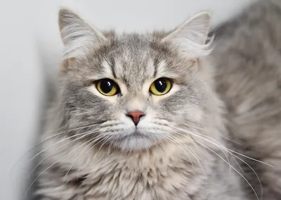 Сибирская кошка 🐈 фото, описание породы, характер, уход, стандарты, цена