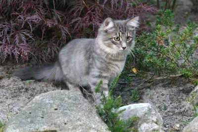 Сибирская кошка: подробное описание с фото и видео | Pet7