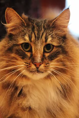 Сибирская лесная кошка, описание породы, характер, питание и уход