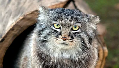 Сибирский лесной кот - 74 фото
