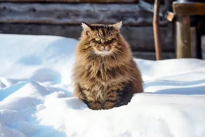 Сибирская лесная кошка - 71 фото