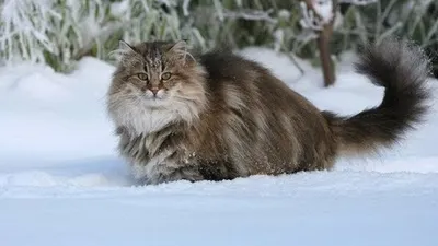 6 интересных различий между норвежской лесной и сибирской кошкой |  Приключения натуралиста | Дзен