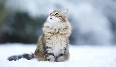 Северо сибирская кошка - 58 фото