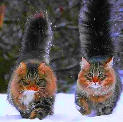 Сибирский лесной кот пушистый» — создано в Шедевруме