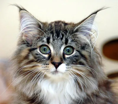Картина на холсте \"Кот, сибирский лесной кот, лесной кот\" 240x90 см. с  алюминиевыми подвесами, в тубусе - купить по низкой цене в  интернет-магазине OZON (561503972)