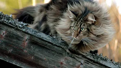 Норвежская лесная кошка (Norw. Forest Cat)