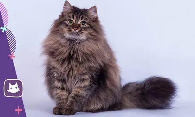 Мейн-кун Американский бобтейл Сибирский кот Норвежский лесной кот Усы,  другие, Разное, млекопитающее, кошка png | Klipartz