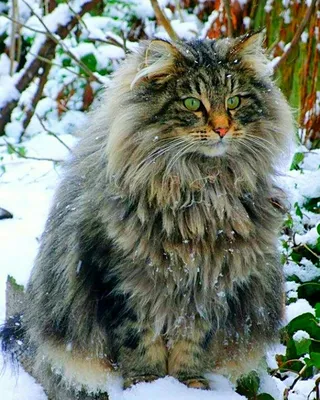 Сибирская лесная кошка - картинки и фото koshka.top