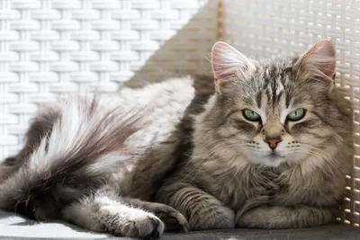Дикая сибирская кошка - 44 фото