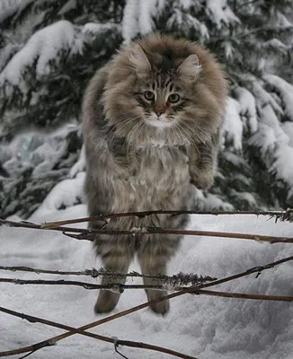 Содержание сибирский лесной кот котенок сидит симпатичный | Премиум Фото
