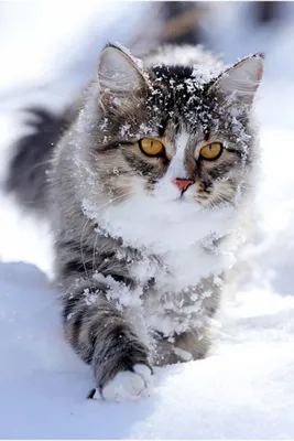 Дикий сибирский кот - 64 фото