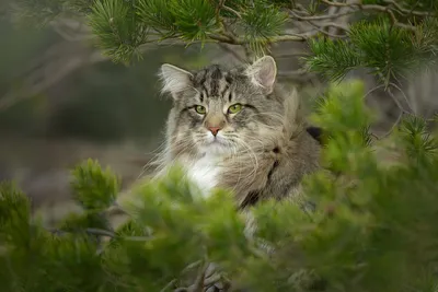 Амурский лесной кот: фото и описание «денежной кошки» - Кот, пёс и я