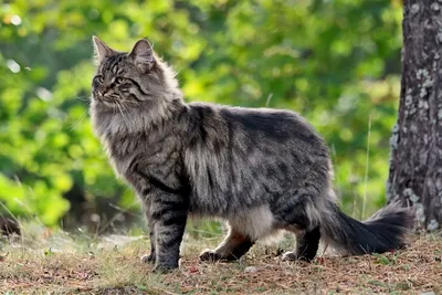 6 интересных различий между норвежской лесной и сибирской кошкой |  Приключения натуралиста | Дзен