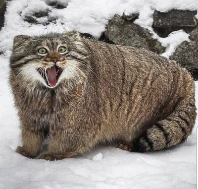Сибирский лесной кот - 74 фото