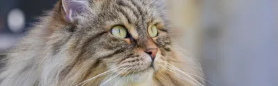 История сибирской кошки: тайга, морозы и дремучие сибирские тайны - Кот,  пёс и я