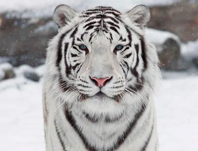 Сибирский Тигр В Дикой Природе Фотография, картинки, изображения и  сток-фотография без роялти. Image 85698381