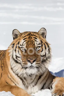 Типичный сибирский тигр стоковое фото. изображение насчитывающей снежок -  107054904