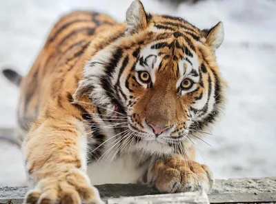 Сибирский Тигр Ревет — стоковые фотографии и другие картинки Уссурийский  тигр - Уссурийский тигр, Рычание, Тигр - iStock