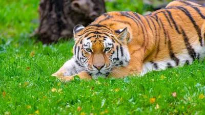 Сибирский Тигр Самый Большой Жилой Cat В Мире — стоковые фотографии и  другие картинки 2015 - 2015, Без людей, Большая кошка - iStock