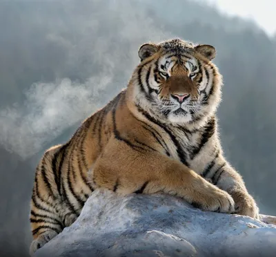 Белый Тигр | Пикабу