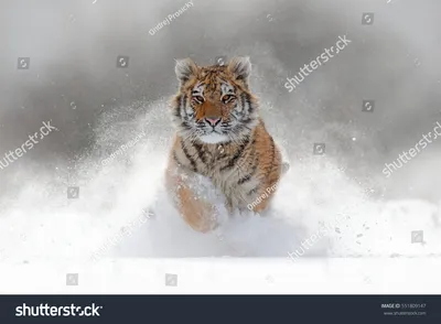 Скачать 3840x2160 сибирский тигр, тигр, хищник, большая кошка, трава, дикая  природа обои, картинки 4k uhd 16:9