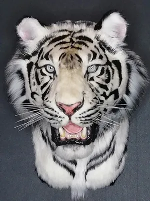 Скачать 1920x1080 сибирский тигр, тигр, хищник, большая кошка, берег, трава  обои, картинки full hd, hdtv, fhd, 1080p