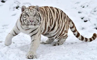 Сибирский тигр приближается стоковое фото ©FrankParker 8393964