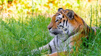 Природный хищник сибирский тигр PNG , хищник, плотоядные, натуральный PNG  рисунок для бесплатной загрузки