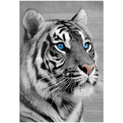 Пазл сибирский тигр - разгадать онлайн из раздела \"Картины\" бесплатно
